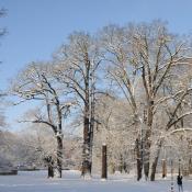 Schlosspark Buch: Winterstimmung mit alten Eichen. © N. A. Klöhn