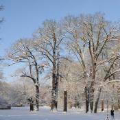 Schlosspark Buch: Winterstimmung mit alten Eichen. &copy; N. A. Kl&ouml;hn