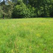 Artenreiche Feuchtwiese im Fr&uuml;hjahr &copy; A. von L&uuml;hrte