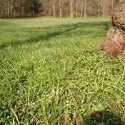 Fr&uuml;hjahrsaspekt mit Wald-Gelbstern (Gagea lutea) und Scharbockskraut (Ficaria verna) auf den Feuchtwiesen im Schlosspark Buch. &copy; B. Seitz 