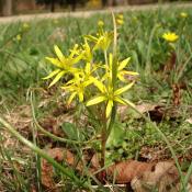 Acker-Goldstern im Schlosspark Buch &copy; B. Seitz