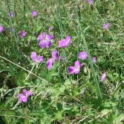 Sumpf-Storchschnabel, eine Art basenreicher Feuchtwiesen &copy; B. Seitz