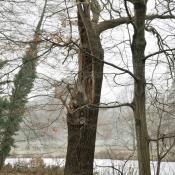 Gebrochene Alteiche mit bizarrer Krone - Lebensraum des seltenen Holzk&auml;fers Eremit. &copy; N. A. Kl&ouml;hn