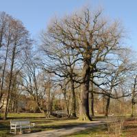 Alte Eichen am Weg © N. A. Klöhn