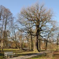Alte Eichen am Weg &copy; N. A. Kl&ouml;hn