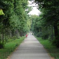 Alte Lindenallee mit Nachpflanzungen. &copy; N. A. Kl&ouml;hn