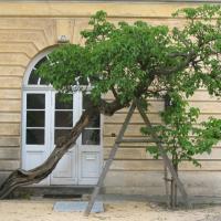 Alter und junger Maulbeerbaum am Neuen Pavillon © A. von Lührte