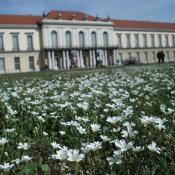 Artenreiche Scherrasen im Schlossgarten Charlottenburg, Blühaspekt mit Acker-Hornkraut. © M. von der Lippe