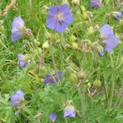 Wiesen-Storchschnabel (Geranium pratense) bildet auffalende Blühaspekte auf den Wiesen des Schlossgartens Charlottenburg. © A. von Lührte