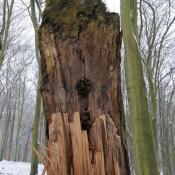 Zwieselabriss an Buche im Glienicker Park. © N. A. Klöhn