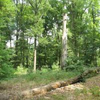 Im Osten des Parks wachsen urwaldartige Buchenwälder © A. von Lührte