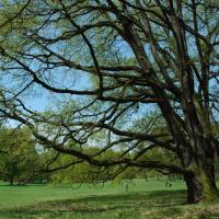 Blick im Frühling auf die Schlosswiese. © N. A. Klöhn