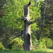 Stehender Totbaum auf der Pfaueninsel. © A. von Lührte