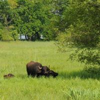 Weidende Wasserb&uuml;ffel  &copy; N. A. Kl&ouml;hn
