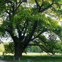 Alteiche und Mausoleum im Sommer. &copy; A. Rockinger