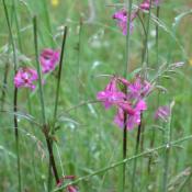 Die Pechnelke (Lychnis viscaria) wächst auf Magerwiesen basenreicher Standorte. © A. von Lührte