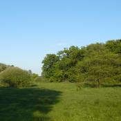 Pfaueninsel, Laichwiese © A. Rockinger