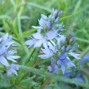 Niederliegender Ehrenpreis (Veronica prostrata), eine in Berlin stark gefährdete Art der Magerrasen. © A. Rockinger