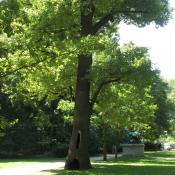 Alteiche mit ausgeh&ouml;hlter Basis. &copy; A. von L&uuml;hrte