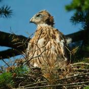 Junger Habicht auf dem Nest. © NABU Berlin