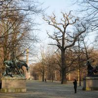 Fasanenallee mit Alteiche. © N. A. Klöhn