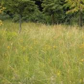 Einsch&uuml;riger artenreicher Wiesenstreifen im Gro&szlig;en Tiergarten &copy; M. S. Rohner