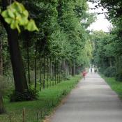 Diese Lindenallee im Schlossgarten Charlottenburg wurde einzelbaumweise ergänzt. Alte Linden wurden durch spezielle Baumpflegeschnitte eingekürzt.  © N. A. Klöhn