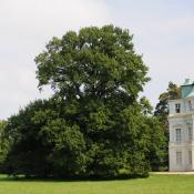 Historisches Ensemble: Alteiche am Belvedere, Schlossgarten Charlottenburg © N. A. Klöhn