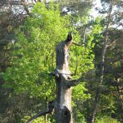 Diese abgestorbene Eiche auf der Pfaueninsel bietet einen malerischen Anblick und gleichzeitig einen wertvollen Lebensraum f&uuml;r zahlreiche Arten. &copy; A. von L&uuml;hrte
