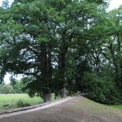 Ein spezielles Deichbauverfahren im Gartendeich Dessau-Wörlitz trägt zur Erhaltung wertvoller Bäume und der einheimischen Vegetation bei. © N. A. Klöhn