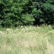 Eine Reduzierung der Mahdfrequenz oder verspätete Schnittzeitpunkte führen in Feuchtwiesen zum Aufwuchs von Hochstauden wie Brennessel oder Mädesüß, wie hier im Schlosspark Buch. © B. Seitz