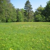 Artenreiche Feuchtwiese im Schlosspark Buch © A. von Lührte