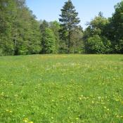 Artenreiche Feuchtwiese im Schlosspark Buch &copy; A. von L&uuml;hrte