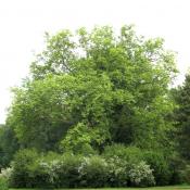 Von Strauchpflanzungen umrahmte Platane im Muskauer Park &copy; A. von L&uuml;hrte