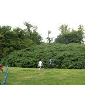 Gebüsch aus einer uralten Strauchkastanie im Muskauer Park © A. von Lührte