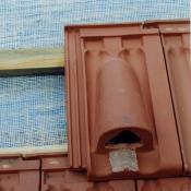 Einbau eines Fledermausniststeins bei der Dachsanierung &copy; NABU Berlin Archiv