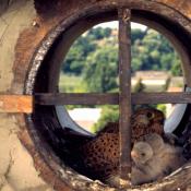 Nistendes Turmfalkenweibchen mit Jungvögeln © NABU Berlin Archiv