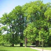 Diese markante Eichengruppe im Schlosspark Buch ist Lebensraum und Blickfang zugleich. &copy; A. von L&uuml;hrte 