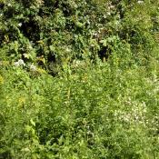 Wiesensaum mit Großem Odermennig (Agrimonia procera) und Gemeinem Leimkraut (Silene vulgaris) im Großen Tiergarten © M. S. Rohner