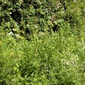 Wiesensaum mit Gro&szlig;em Odermennig (Agrimonia procera) und Gemeinem Leimkraut (Silene vulgaris) im Gro&szlig;en Tiergarten &copy; M. S. Rohner