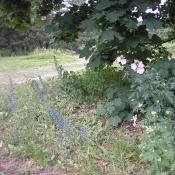 Bl&uuml;hende Rosen-Malve (Malva alcea) in S&auml;umen des Gro&szlig;en Tiergartens &copy; M. S. Rohner