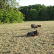 Schafbeweidung mit historischen Landrassen (Rauwolliges Pommersches Landschaf) auf der Pfaueninsel &copy; A. von L&uuml;hrte