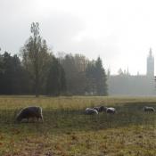 Traditionelle Schafbeweidung im Gartenreich Dessau-W&ouml;rlitz tr&auml;gt zur Erhaltung wertvoller Magerwiesen bei. &copy; M. von der Lippe