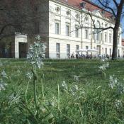 Durch die Anpassung der Mahdzeitpunkte in Scherrasen des Schlossgartens Charlottenburg konnten alte Stinzenpflanzen (hier: Nickender Milchstern) wieder zur prachtvollen Blüte kommen. © M. von der Lippe