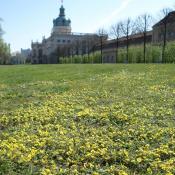 Artenreiche Parkrasen im Schlossgarten Charlottenburg, mit Potentilla incana als typische Art der Magerrasen © M. von der Lippe