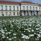 Artenreiche Scherrasen im Schlossgarten Charlottenburg, Bl&uuml;haspekt mit Acker-Hornkraut &copy; M. von der Lippe