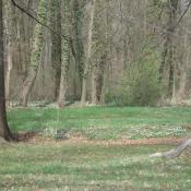 Im Schlosspark Buch sind alte Parkwälder mit einer artenreichen Geophytenflora ausgestattet (Blühaspekt mit Buschwindröschen). © B. Seitz