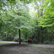 Dichte Parkforsten mit Spitzahorn prägen das Bild im Großen Tiergarten in Berlin. © N. A. Klöhn