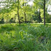 Die Boskettfüllungen im Schlossgarten Charlottenburg zeichnen sich durch eine artenreiche Flora mit Zeigern alter Gartenkultur (hier: Vielblütige Weißwurz) aus. © M. von der Lippe