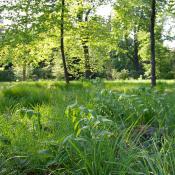 Die Boskettf&uuml;llungen im Schlossgarten Charlottenburg zeichnen sich durch eine artenreiche Flora mit Zeigern alter Gartenkultur (hier: Vielbl&uuml;tige Wei&szlig;wurz) aus. &copy; M. von der Lippe